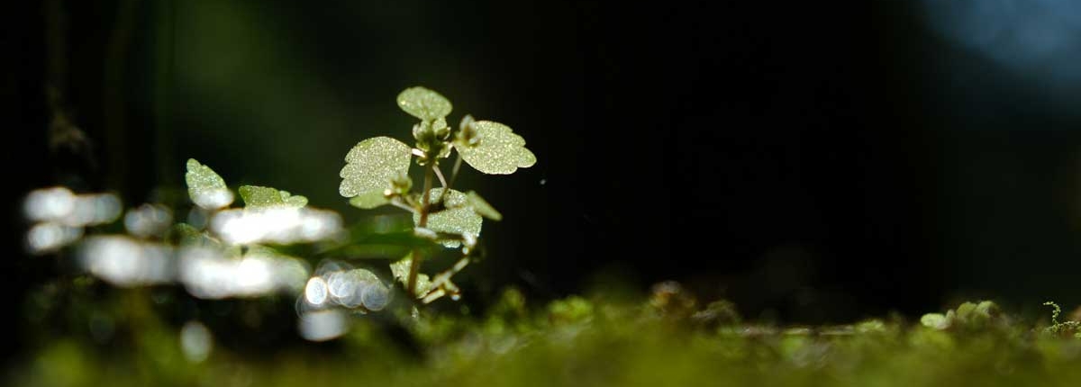 The-Evolution-of-SRI-and-What-SRI-Now-Means